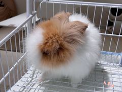 -怪兽屋·羊驼·猫咖·狗咖(俊华广场店)