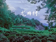 -龙井村