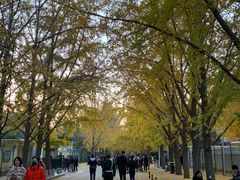 -三里屯东五街银杏大道