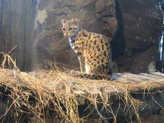 -清迈夜间动物园