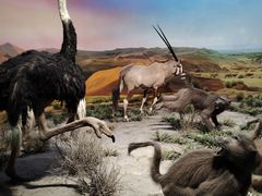 -国家自然博物馆