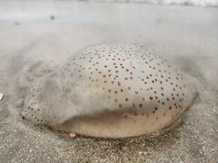 -汕尾风车岛
