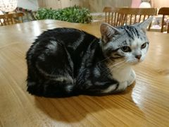 -藦茜花园宠物主题亲子互动体验馆(国顺东路店)