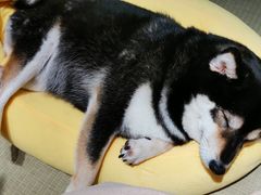 -逗柴咖啡屋·狗咖猫咖宠物桌游