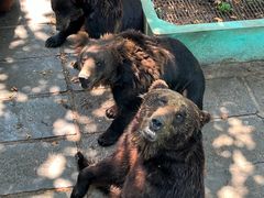 -西霞口神雕山野生动物世界
