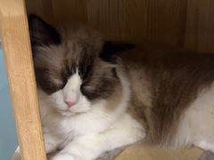 -安格丽娜·狗咖·猫咖羊驼咖(春熙路百盛商场店)