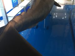 -上海海洋大学鱼文化博物馆(军工路校区)