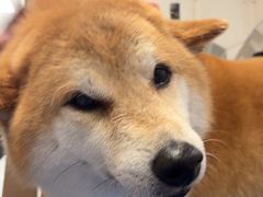 -瑞鹏宠物医院(大运分院)