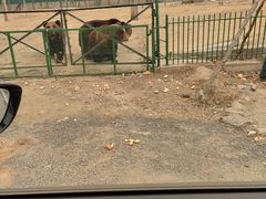 -秦皇岛野生动物园