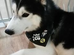 -Husky Go! 哈士奇体验馆·宠物咖啡厅狗咖