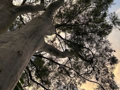 -广州市白云山风景名胜区