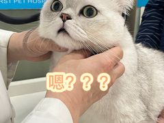 -菲尔斯特宠物医院