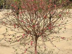 -南国桃园旅游度假区