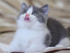 -Bastet sally猫舍购宠(静安店)