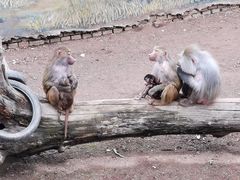 -西安秦岭野生动物园