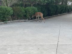 -不觉晓CAMPING(上海迪士尼营地店)