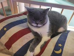 -猫小院猫主题餐厅(三里屯店)