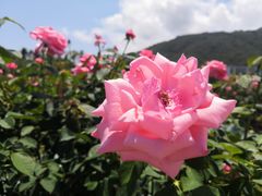 -亚龙湾国际玫瑰谷