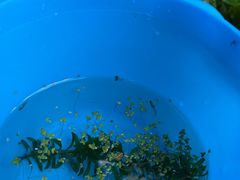 -成都市活水公园