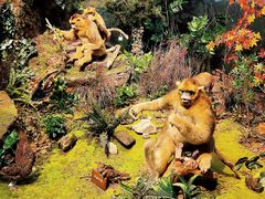 -陕西自然博物馆