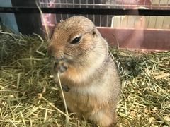 -藦茜花园宠物主题亲子互动体验馆(国顺东路店)