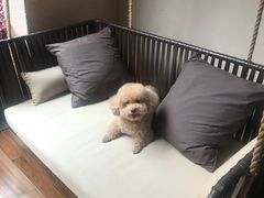 -上海崇明金茂凯悦酒店