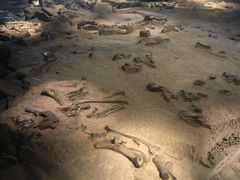 -自贡恐龙博物馆