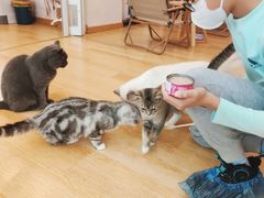 -猫咪派对(江南西店)