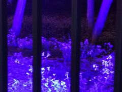 -枫花园汽车电影院(朝阳公园店)