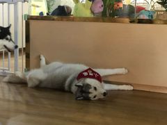 -Husky Go! 哈士奇体验馆·宠物咖啡厅狗咖