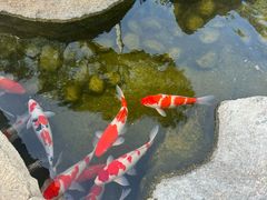 -罗红摄影艺术馆