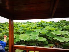 -荷塘月色湿地公园·向阳花洲