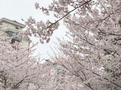-高东镇樱花园