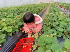 -喜杨洋草莓采摘园