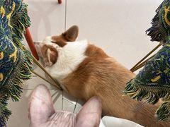 -平行世界·猫咖(首经贸店)