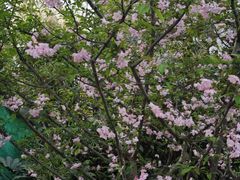 -徐家汇源景区-衡山公园