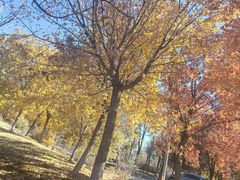 -北京龙庆四季香农家饭庄·灶台鱼·碳烤虹鳟鱼(龙庆峡店)