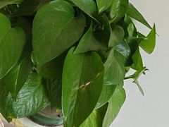 -八珍饺子·烤鸭·家常菜