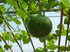 北京观光南瓜园&nbsp;(4)-观光南瓜园