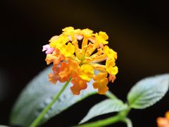 -呀路古热带植物园