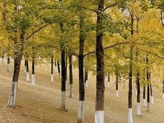 -重庆中央公园(渝北区)