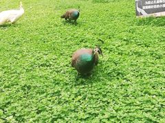 -昆明动物园