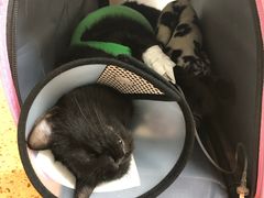 -伟伟宠物医院·瑞派猫友好医院·猫科(光谷店)
