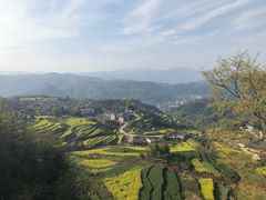 -桑洲油菜花景区