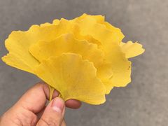 -三里屯东五街银杏大道