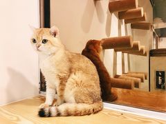 -Heymao猫咖.咖啡厅(东门店)