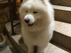 -more than meow吴止猫主题餐厅(承德 中船汇店)