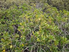 -北海金海湾红树林生态旅游区