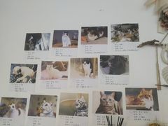 照片墙-平行世界·猫咖(首经贸店)