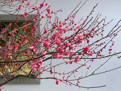 -杭州植物园